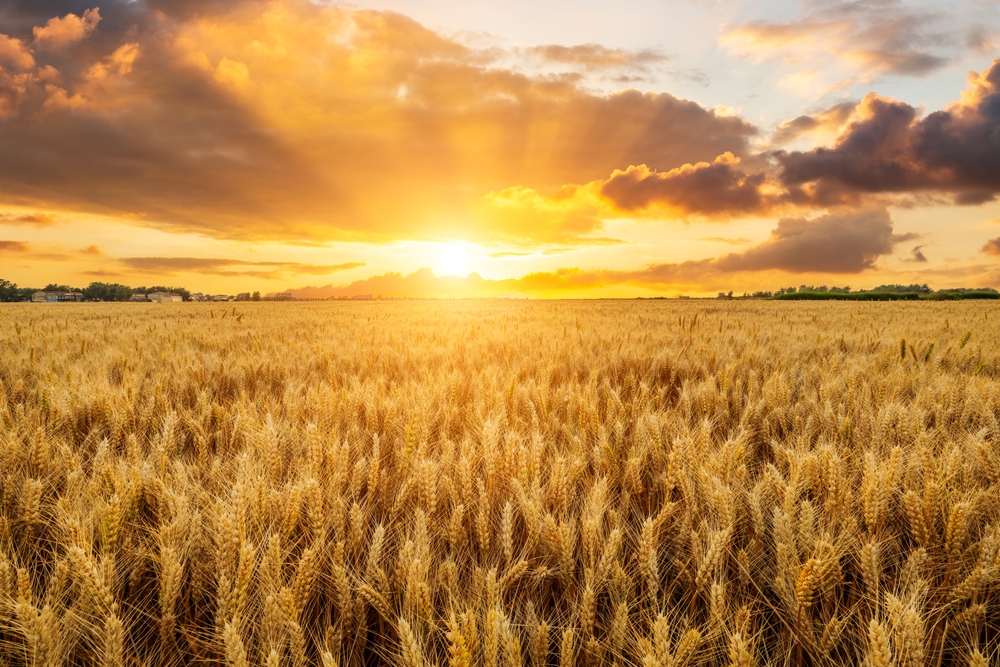 Ripe,Wheat,Fields,Natural,Landscape,At,Sunset.,Farm,Harvest,Season.